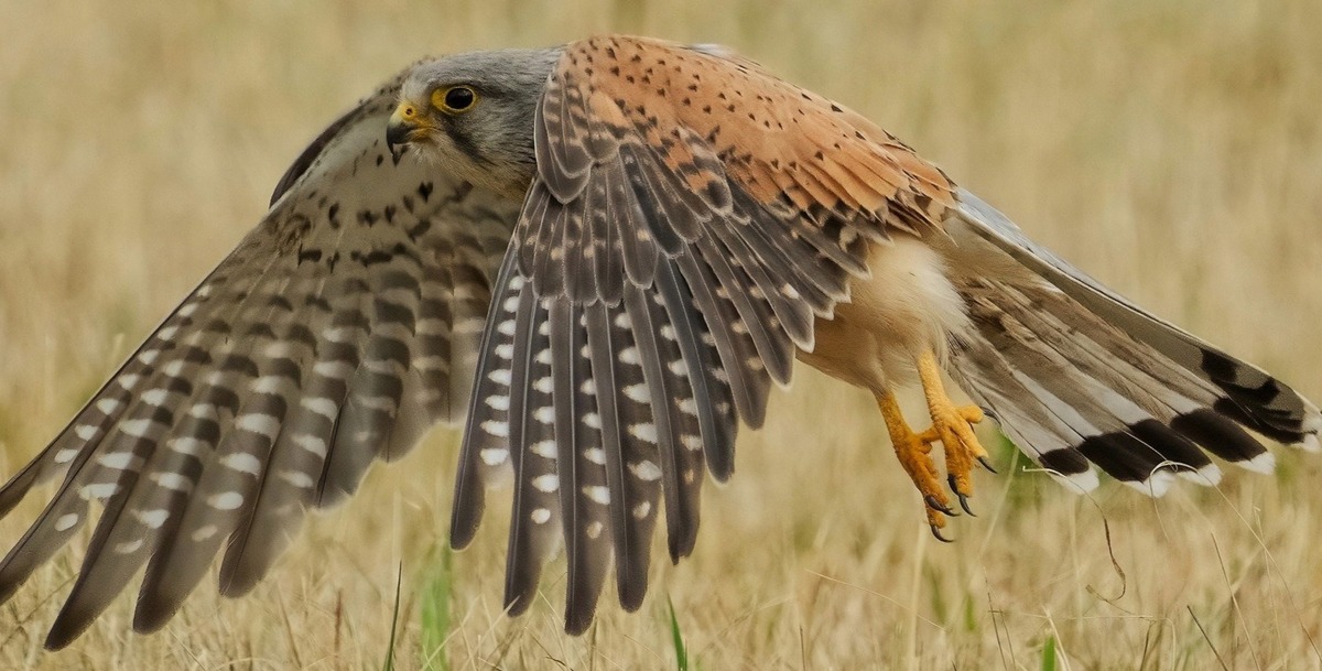 Wildlife photography example